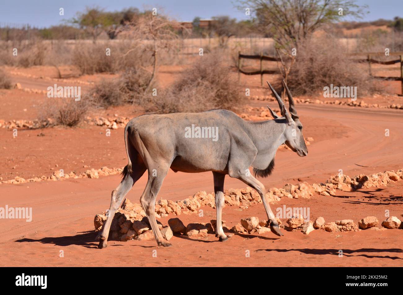 Elenantilope Namibia Africa Ritratto contrasto sabbia rossa Foto Stock