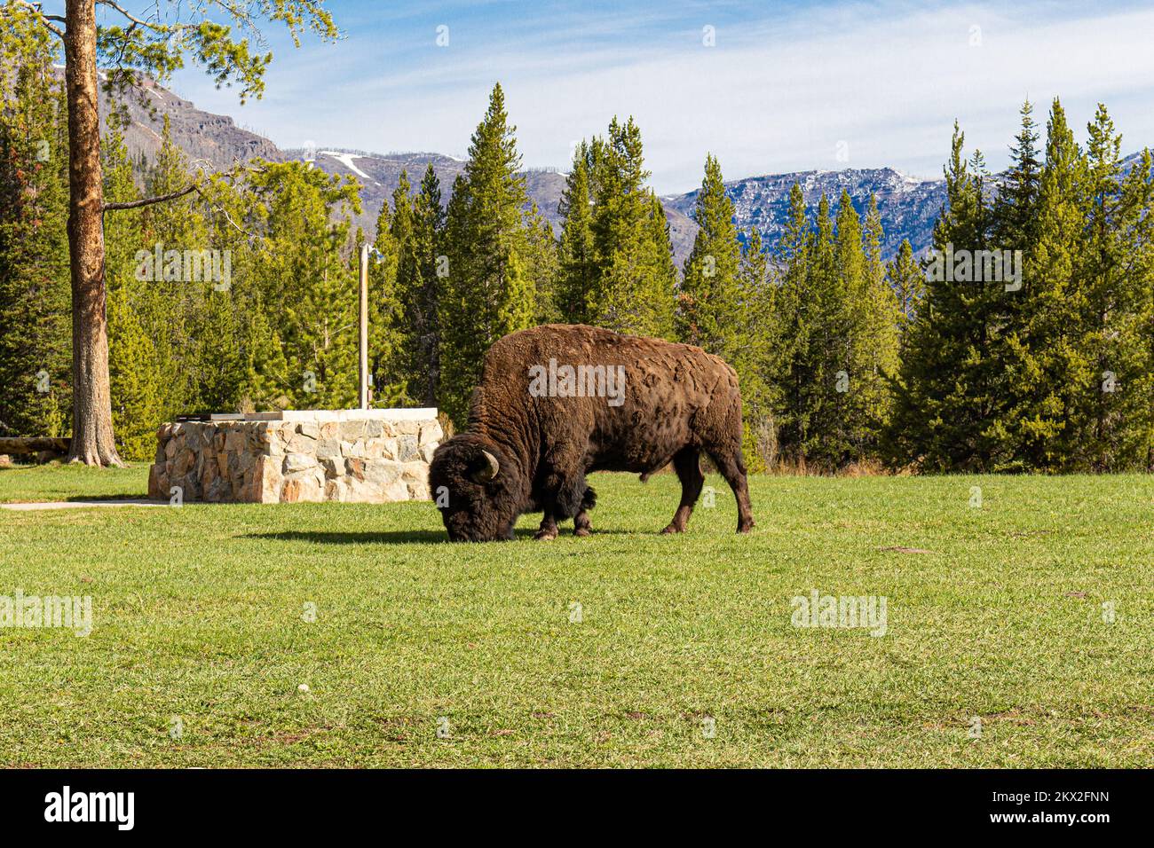 Bison pascolo accanto a Buffalo Bills Original resort, il Pahaska Tepee resort a Cody, Wyoming, USA vicino al parco Nazionale di yellowstone Foto Stock