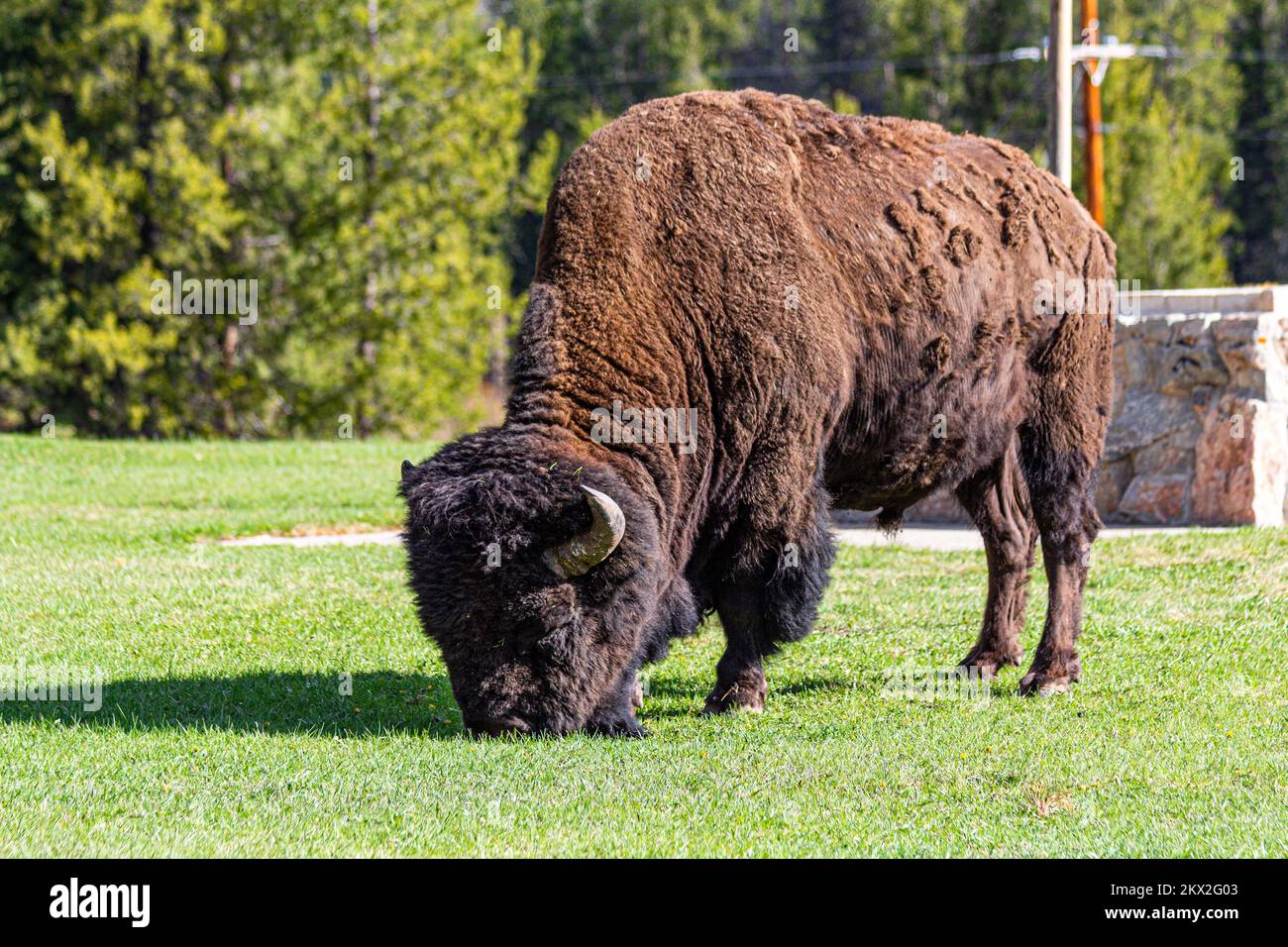 Bison pascolo accanto a Buffalo Bills Original resort, il Pahaska Tepee resort a Cody, Wyoming, USA vicino al parco Nazionale di yellowstone Foto Stock