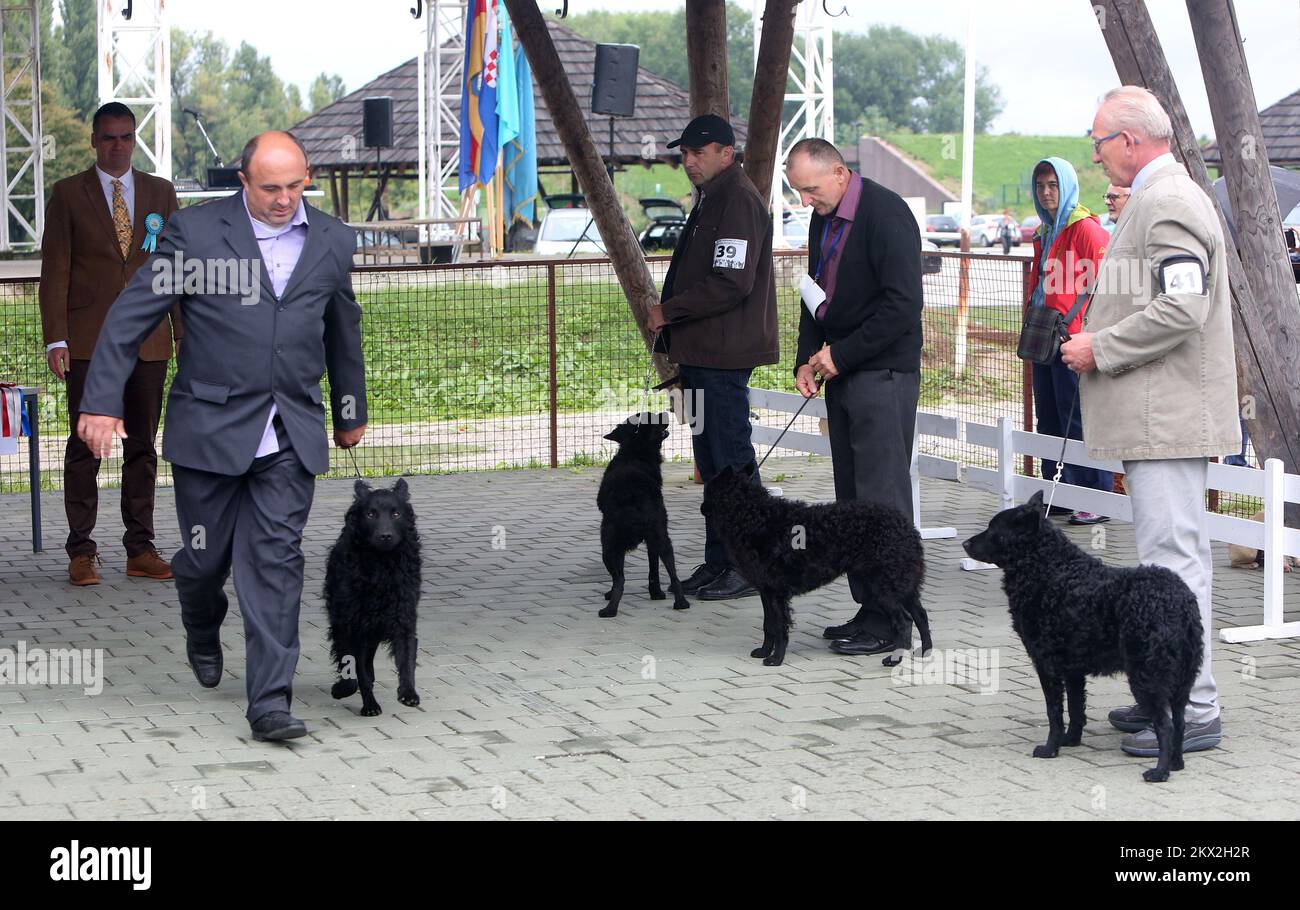 Cane da pastore croato immagini e fotografie stock ad alta risoluzione -  Alamy