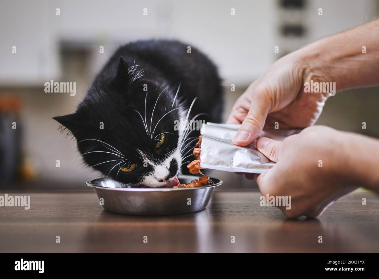 Vita domestica con animale domestico. Uomo che alimenta il suo gatto affamato a casa. Foto Stock
