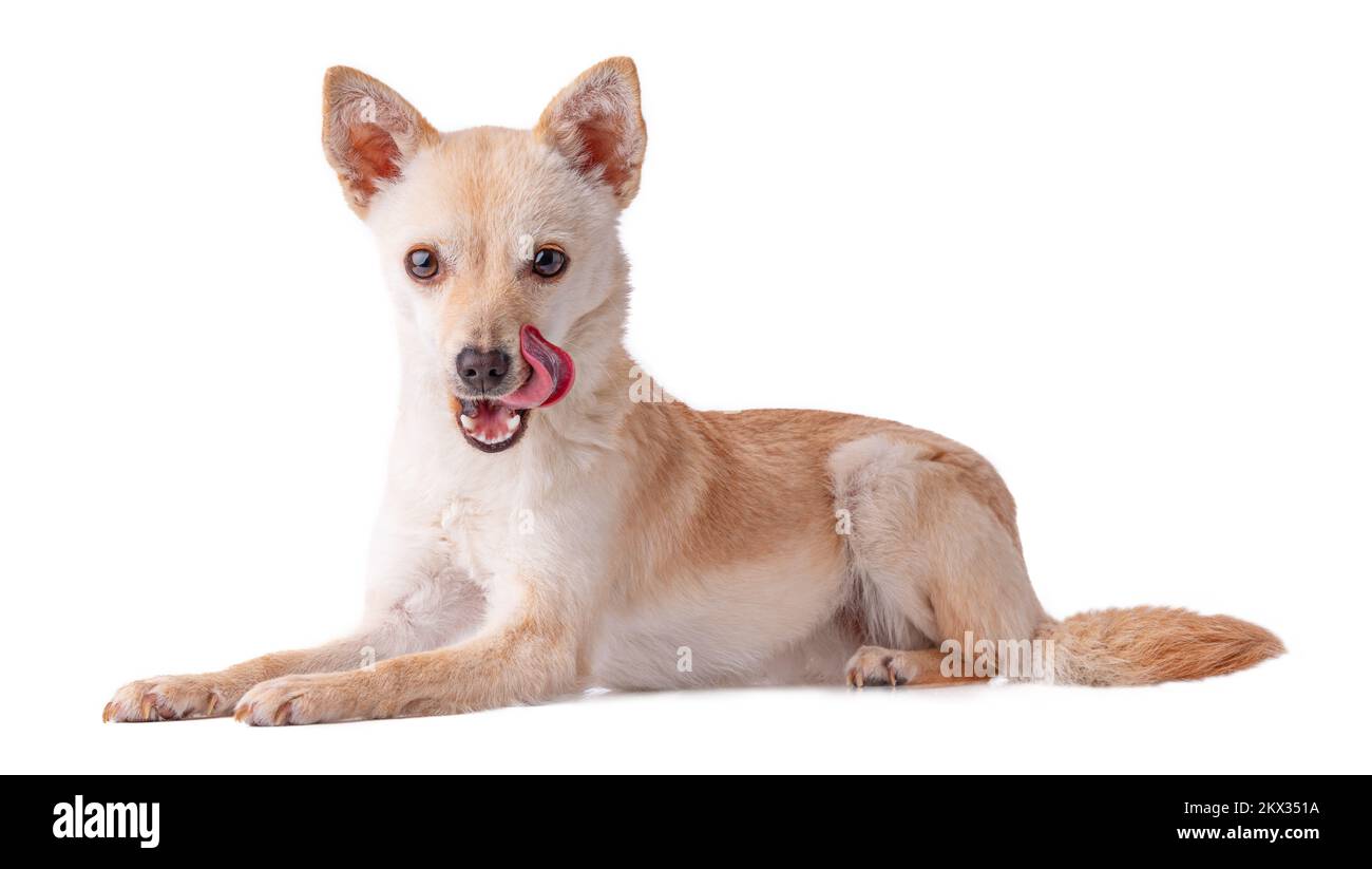 Carino e divertente cane giocoso messicano Chihuahua o russo Toy Terrier con lingua fuori isolato su sfondo bianco cercando di fotocamera con spazio copia per Foto Stock