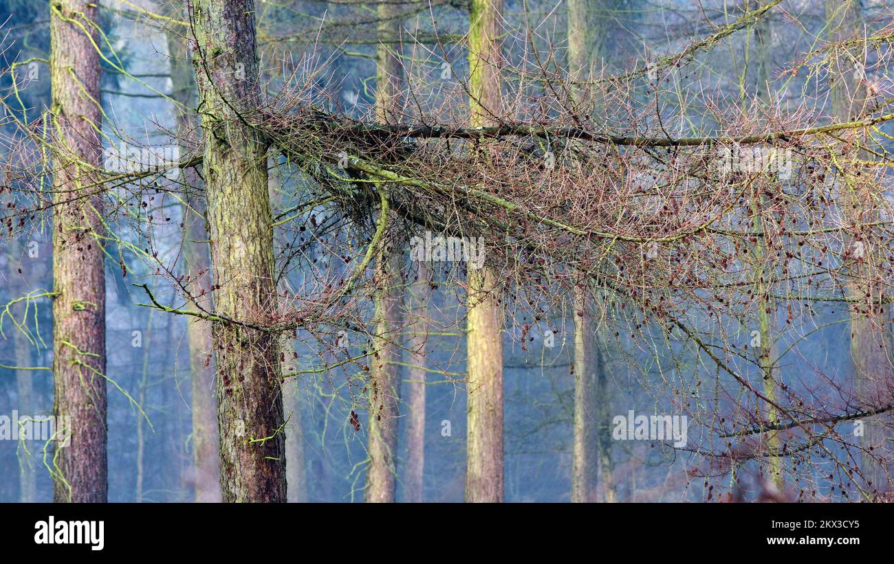 Larice su Cannock Chase Area di eccezionale bellezza naturale in inverno Foto Stock