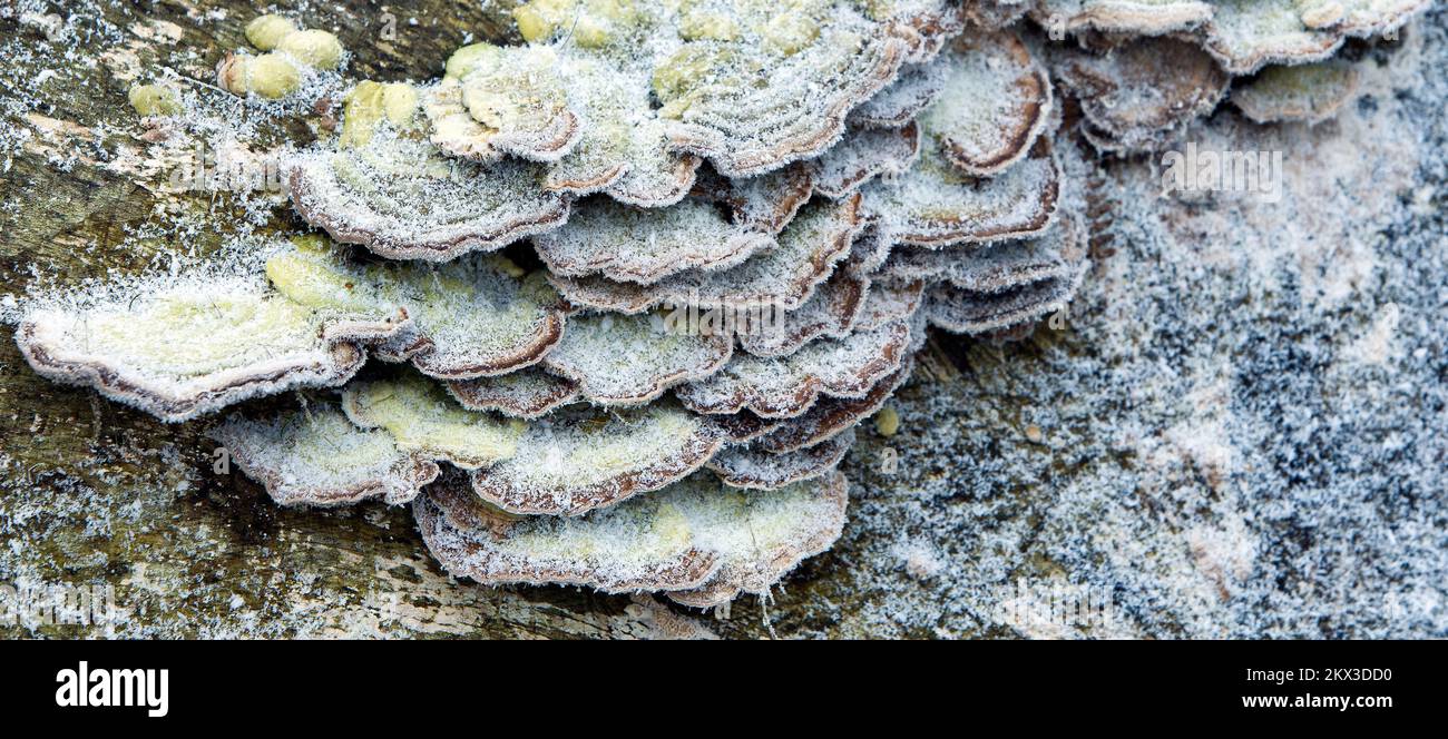 Fungi staffa coperta di gelo Foto Stock