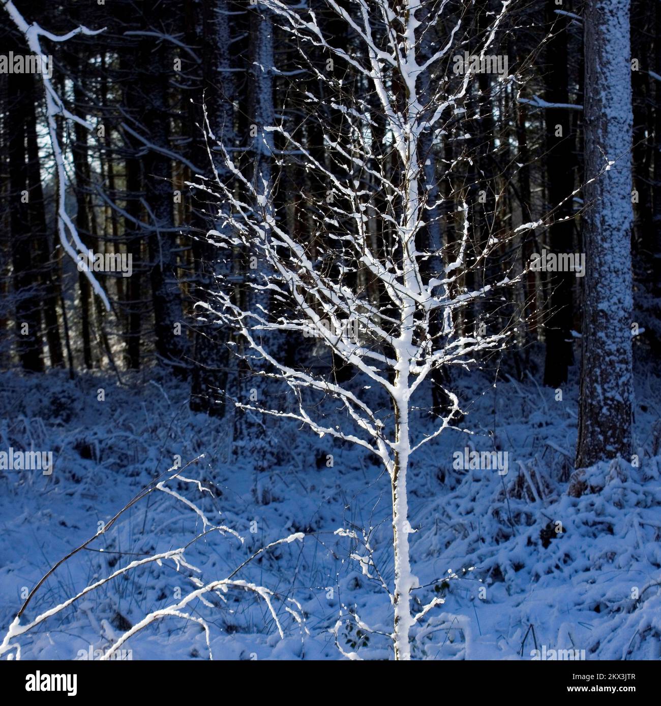 Paesaggio panoramico della foresta in inverno una fotografia di albero coperto di neve sul bordo del bosco Cannock Chase. Foto Stock