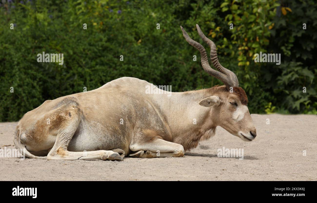 Mendesantilope / Addax / Addax nasomaculatus Foto Stock