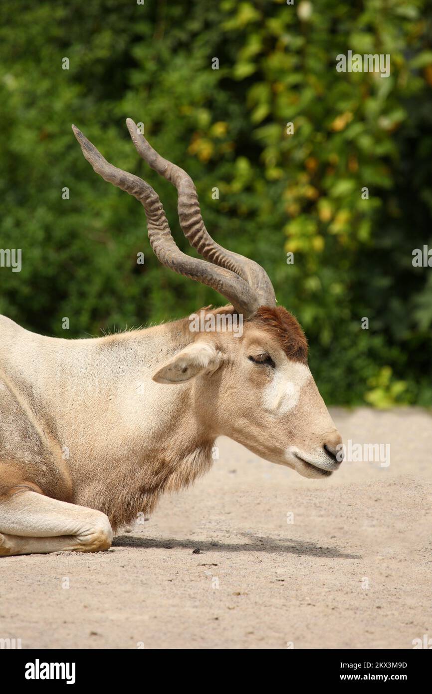 Mendesantilope / Addax / Addax nasomaculatus Foto Stock