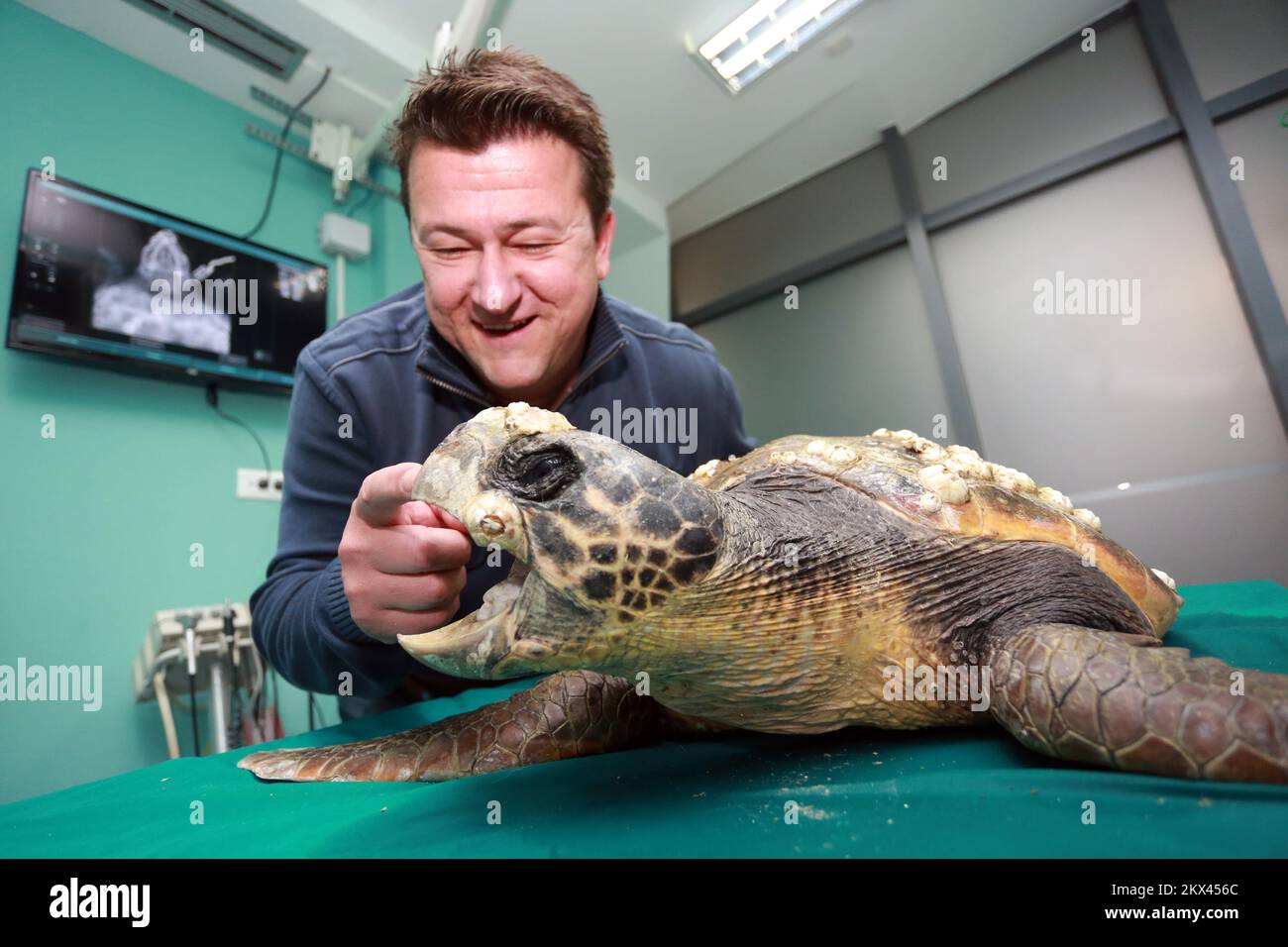 20.04.2017., Croazia, Spalato - clinica veterinaria Vet Vision, veterinario Mario Gavranovaic con la tartaruga dalla zona dell'isola di Hvar. Foto: Miranda Cikotic/PIXSELL Foto Stock