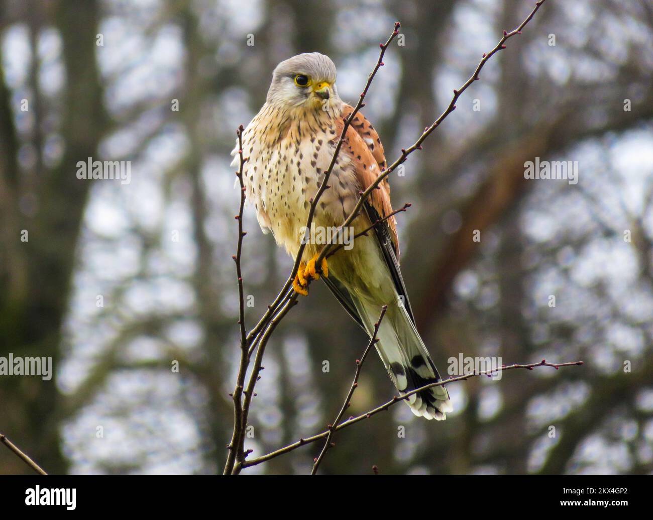 Torenvalk - il gheppio (Falco tinnunculus) è un uccello della famiglia dei Falconidi. È als Foto Stock