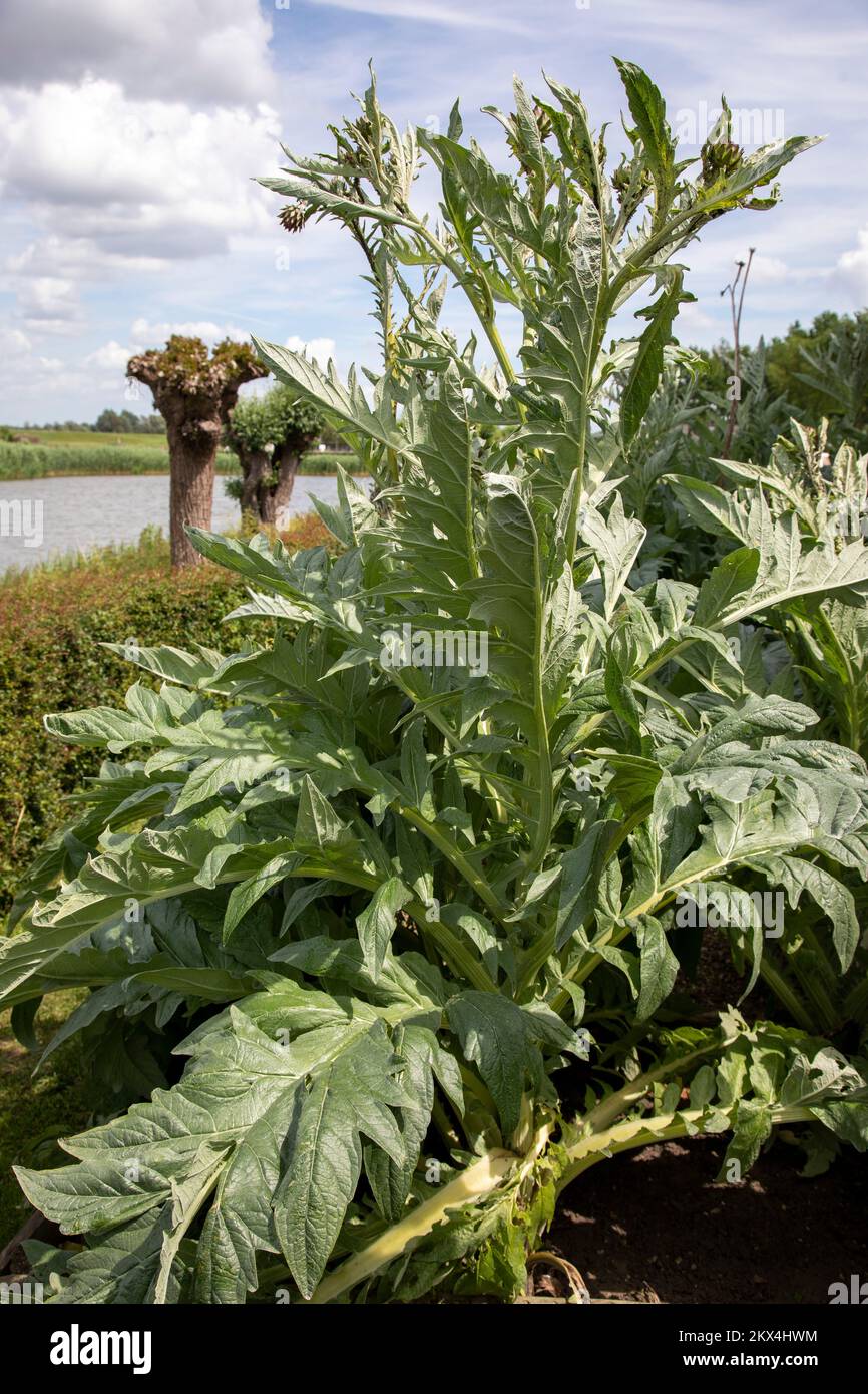 Il carciofo globo (Cynara cardunculus), conosciuto anche con i nomi di carciofo francese e carciofo verde negli Stati Uniti, è una varietà di una specie di carciofo Foto Stock