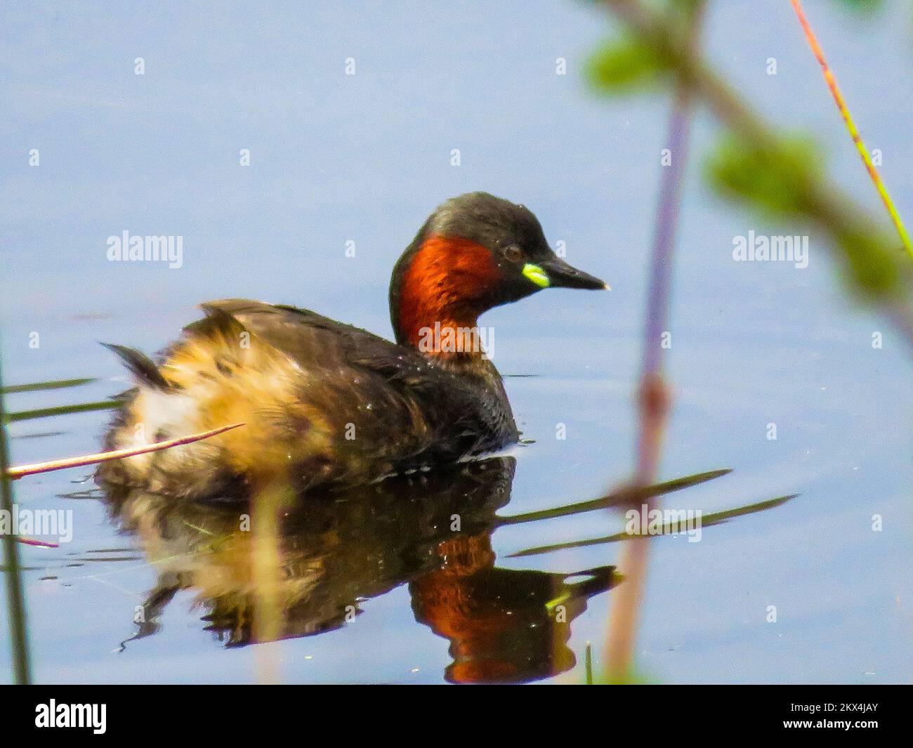 Il Tuffetto (Tachybaptus ruficollis), noto anche come dabchick, è un membro della famiglia svasso di uccelli acquatici. Foto Stock