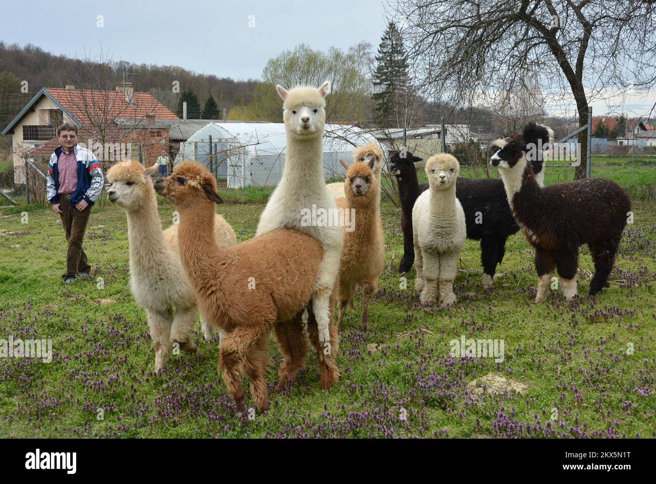 09.04.2018., Veliko Trojstvo -Dejan Jalzabetic fu il primo a portare alpaca  in Croazia. L'alpaca (Vicugna pacos) è una specie addomesticata di camelide  sudamericano. Gli alpaca sono simili ai lama, e sono spesso