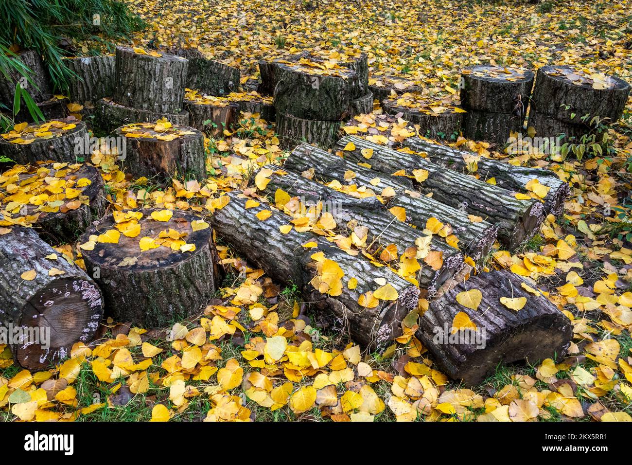 Tronchi coperti di foglie in autunno Foto Stock