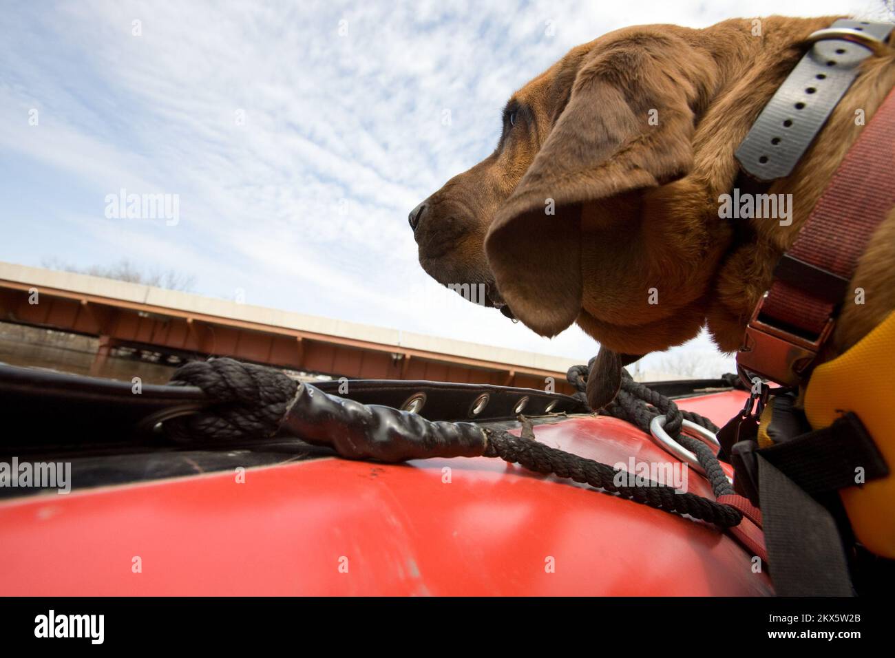 Alluvioni a temperature estreme - Fargo, N. D. , 14 aprile 2009 Valley Water Rescue Search dog, 'Barnaby' cerca una vittima mancante nella zona di Fargo/Moorhead sul fiume Rosso. Andrea Booher/FEMA. Nord Dakota forti tempeste e inondazioni. Fotografie relative a disastri e programmi, attività e funzionari di gestione delle emergenze Foto Stock