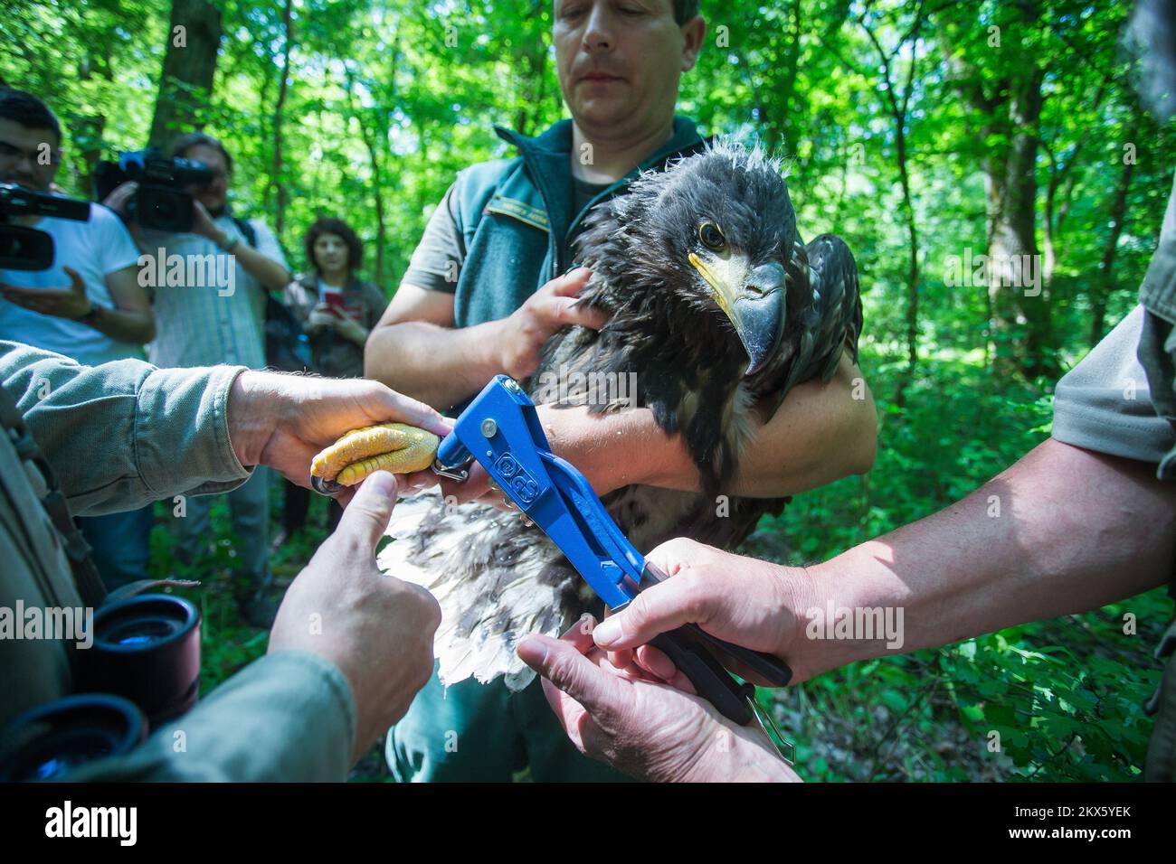 25.04.2018., Croazia, Kopacki rit - per il monitoraggio delle aquile, l'inanellamento delle aquile dalla coda bianca in collaborazione con il Parco Nazionale Danubio-Drava dall'Ungheria e la Società croata per la protezione della natura e degli uccelli. L'alpinista, che sale fino a nidi d'albero alti, viene anche dall'Ungheria. Foto: Davor Javorovic/PIXSELL Foto Stock