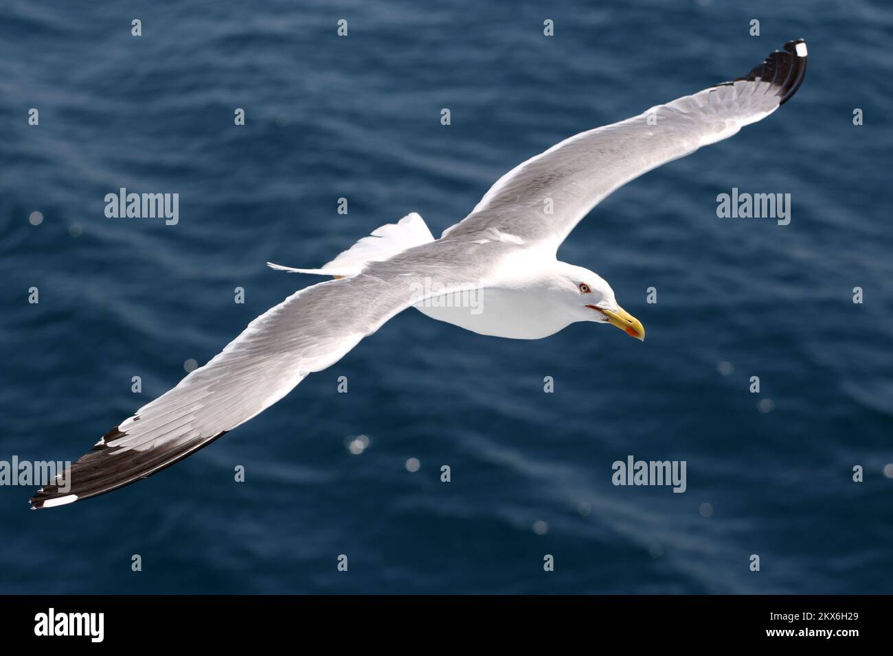 12.06.2018., Supetar, Isola Brac - Gull in volo Foto: Miranda Cikotic/PIXSELL Foto Stock