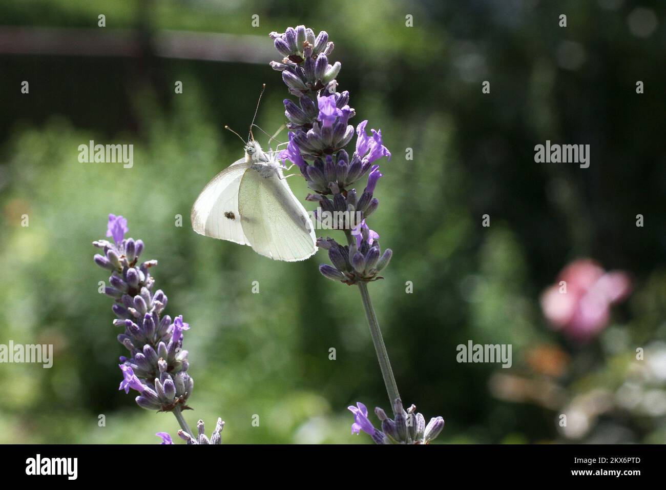 24.06.2018., Zagreb - Pieris rapae è una specie di farfalla di piccole e medie dimensioni della famiglia Pieridae. È anche conosciuto come il piccolo cavolo bianco e in Nuova Zelanda, semplicemente come farfalla bianca. I nomi 'farfalla cavolo' e 'bianco cavolo' possono anche riferirsi al bianco grande. La farfalla si distingue per il colore bianco con piccoli puntini neri sulle ali. Si distinguono inoltre per le dimensioni più piccole e la mancanza della banda nera alla punta delle loro tende. Foto: Patrik Macek/PIXSELL Foto Stock