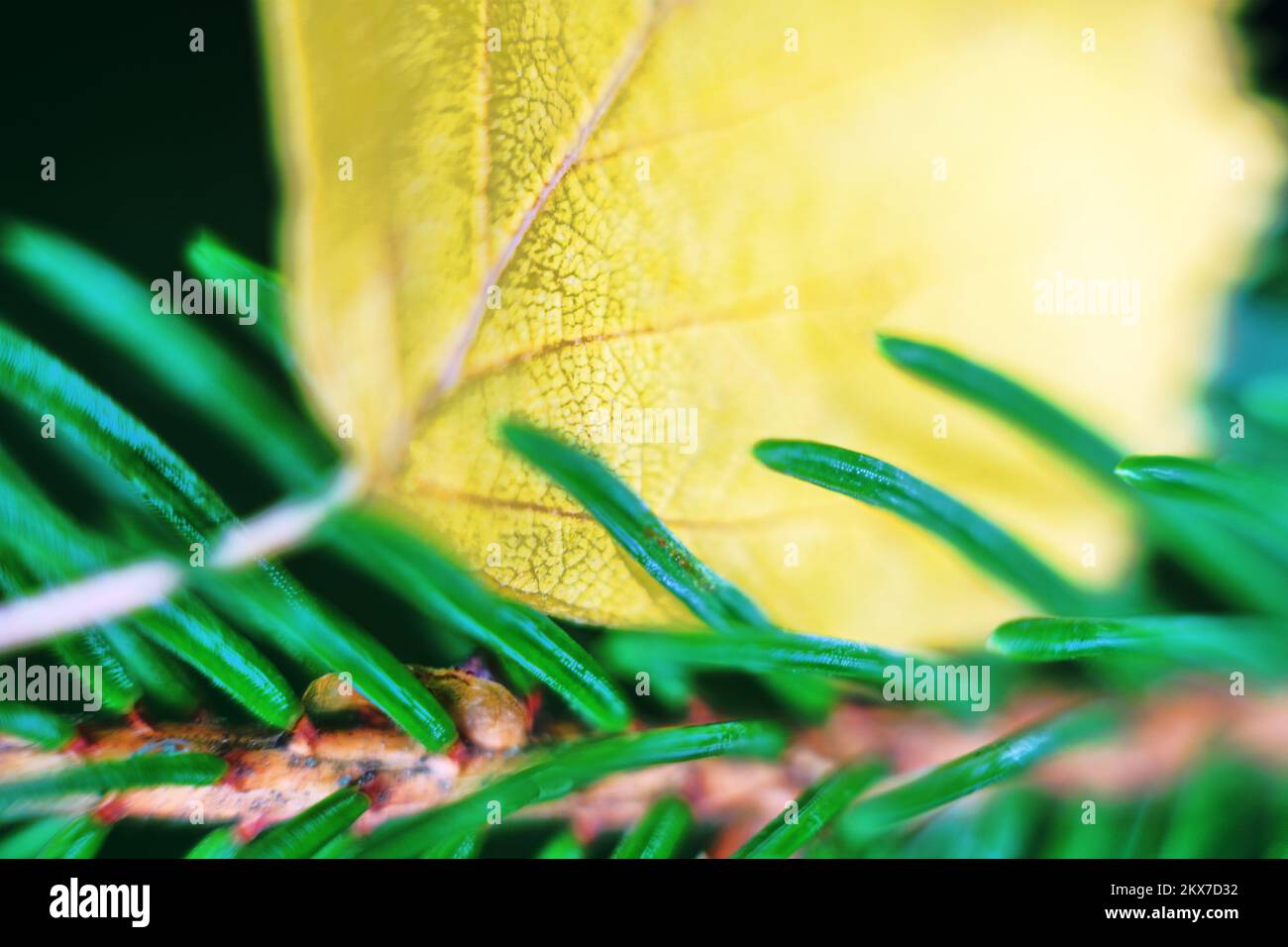 Aghi in foglia di aspen giallo e abete rosso verde. - Sbiadendo ed eternamente verde, concetto eterno di gioventù. Macro per primi piani estremi Foto Stock