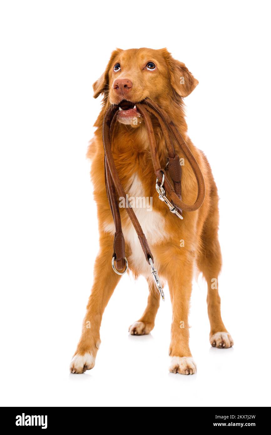 Nova scotia anatra tolling retriever cane in piedi isolato su sfondo bianco e tenendo un guinzaglio Foto Stock