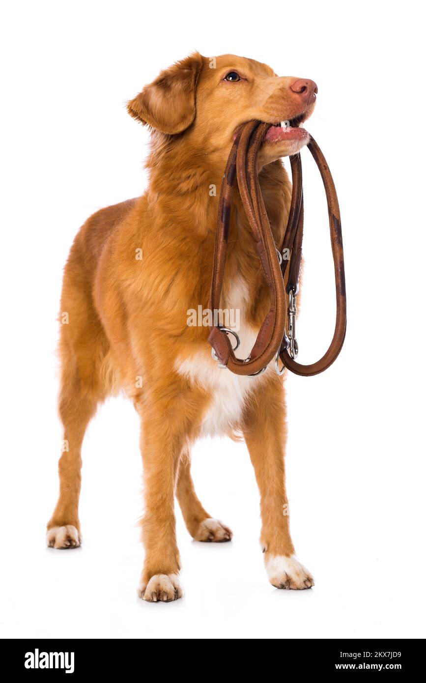 Nova scotia anatra tolling retriever cane in piedi isolato su sfondo bianco e tenendo un guinzaglio Foto Stock