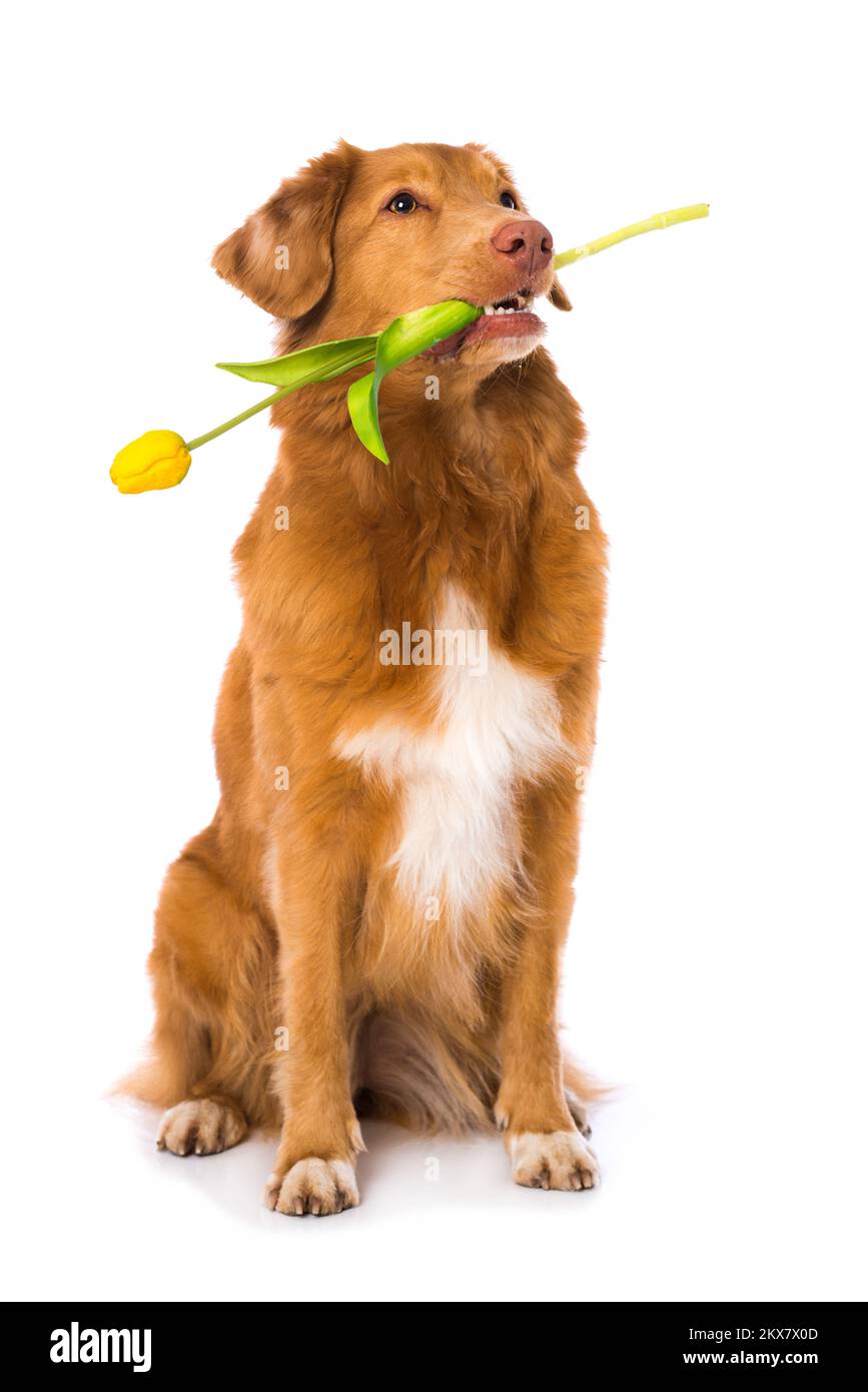 Nova scotia anatra tolling retriever cane che tiene un fiore isolato su sfondo bianco Foto Stock