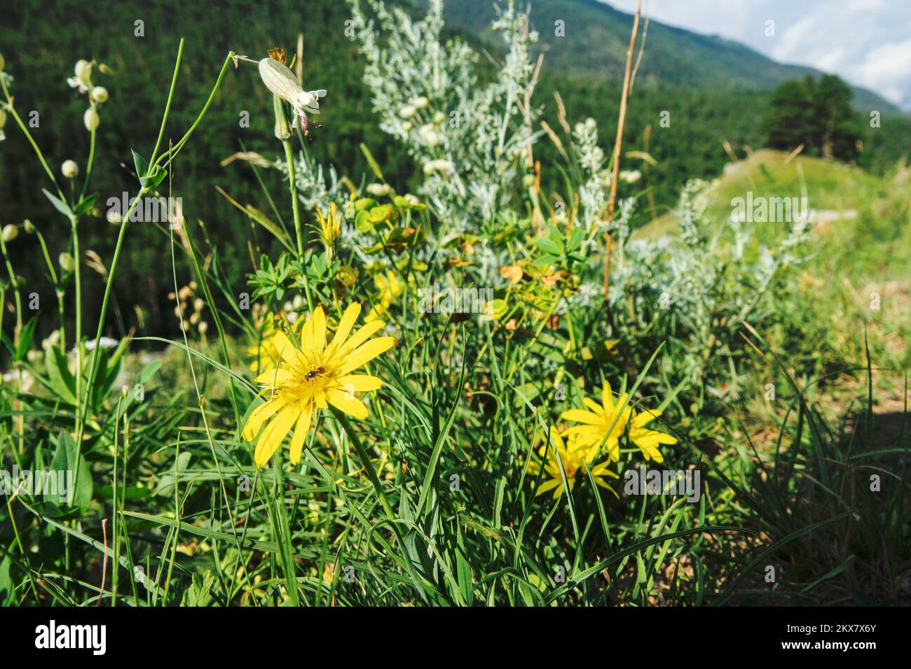 Barba di capra (Tragopogon sp.) E Campion (Silene sp.) Sui pascoli alpini del Caucaso? 2000 m.. Foto Stock