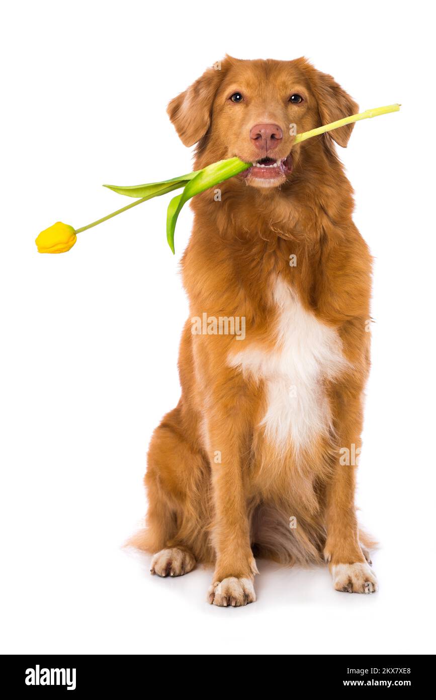 Nova scotia anatra tolling retriever cane che tiene un fiore isolato su sfondo bianco Foto Stock