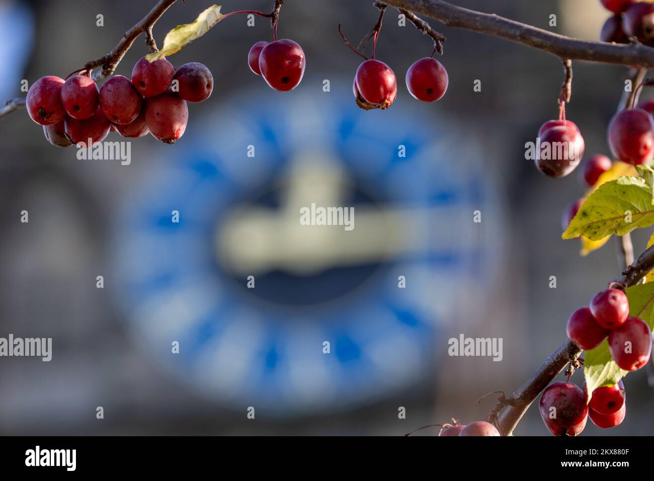 Autunno tempo con bacche rosse e un orologio al quarto e dodici, Regno Unito Foto Stock