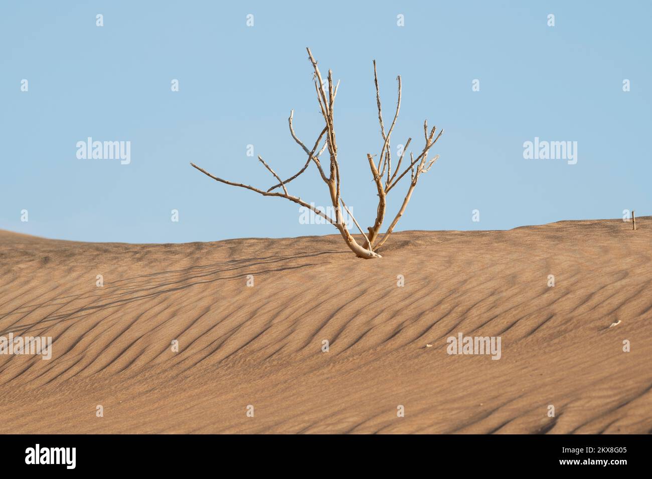 Arbusto morto nelle dune, paesaggio desertico Foto Stock