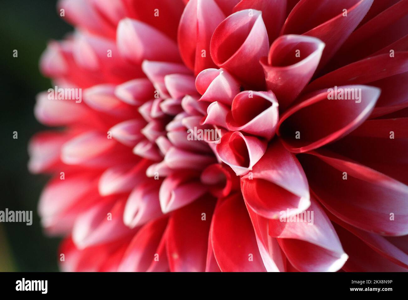 08.10.2018., Zagreb - Dahlia flower dahlias sono colorati fiori spiky che generalmente fioriscono da metà estate al primo gelo, quando molte altre piante sono passate il loro meglio. I dahlias sono disponibili in un arcobaleno di colori e anche di dimensioni diverse, dai giganteschi fiori di â€œdinnerplateâ€ da 10 pollici ai pompons in stile lollipop da 2 pollici. La maggior parte delle varietà crescono da 4 a 5 piedi di altezza. Foto: Patrik Macek/PIXSELL Foto Stock