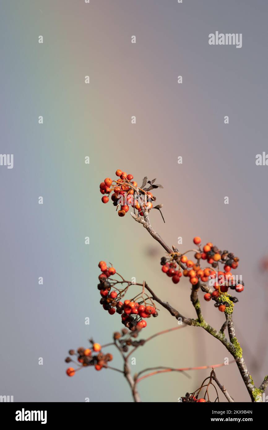 Primo piano di bacche rosse di rowan (Sorbus aucuparia) con lo sfondo di un arcobaleno, Regno Unito Foto Stock