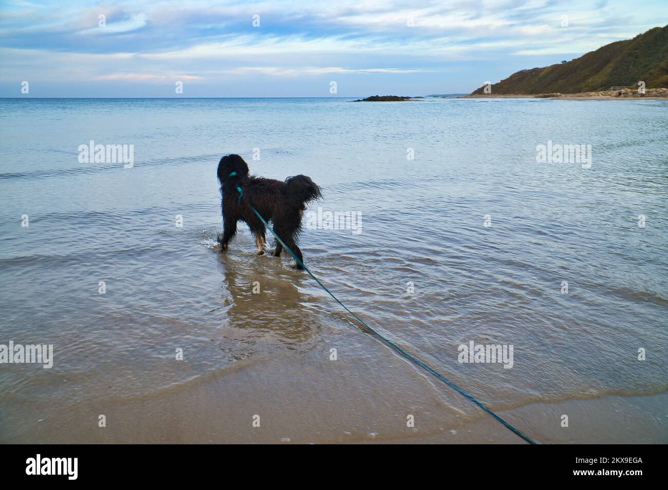 Goldwndoodle vista sul mare con i piedi in acqua. Vacanza con cani dalla Danimarca. Paesaggio e animale sparato Foto Stock