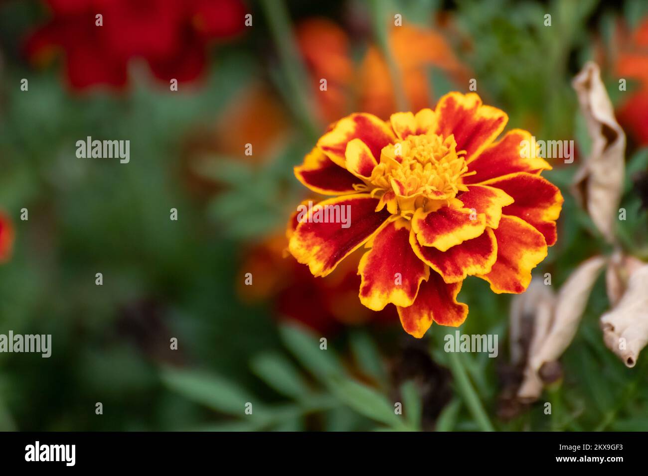 Fiori di tagete marigold, arancio, primo piano con foglie verdi vivide e sfondo sfocato. Giardino biancheria fiori fiorire Foto Stock