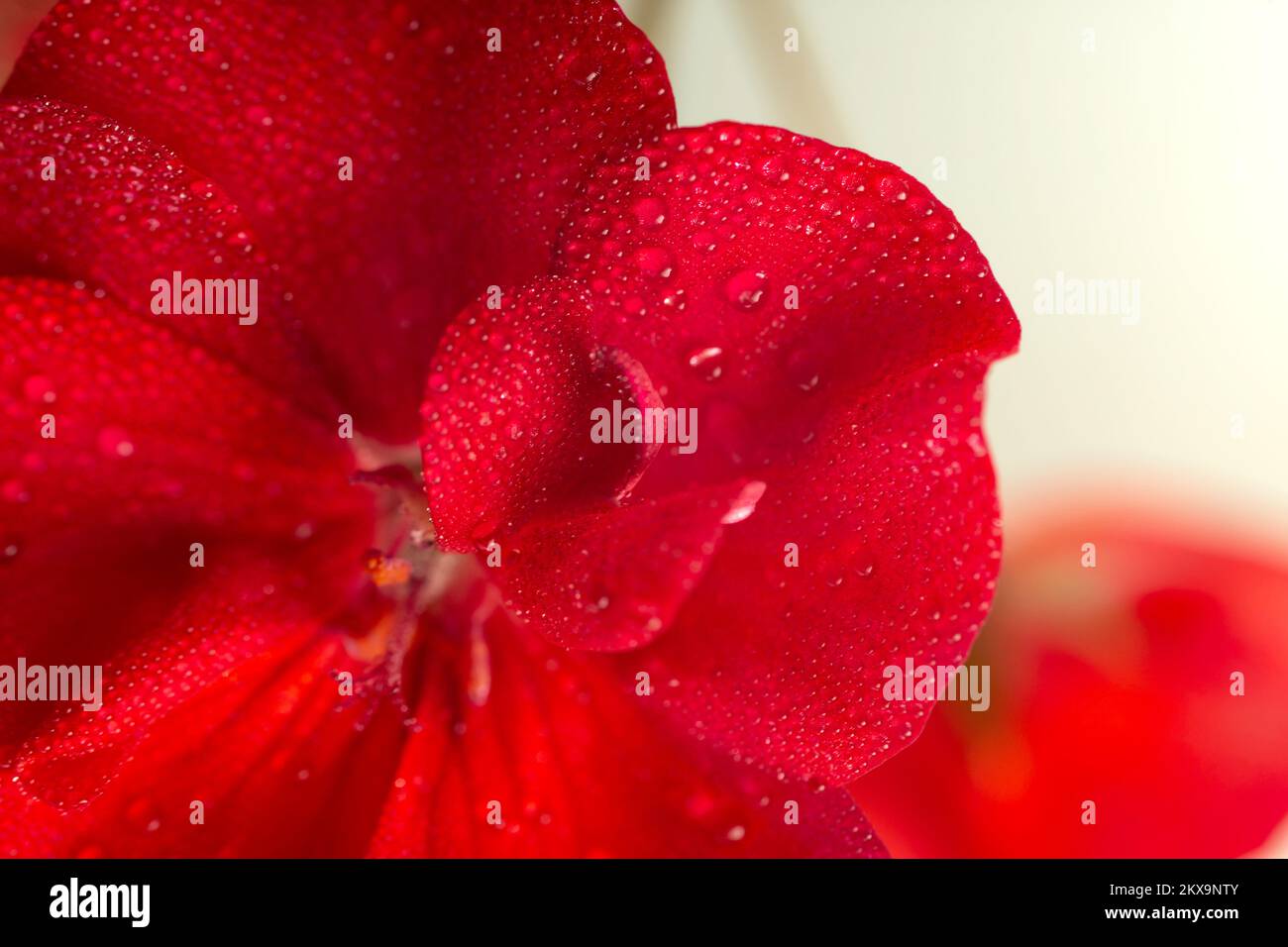 Fuoco morbido primo piano di un fiore di geranio rosso, sfondo macro Foto Stock