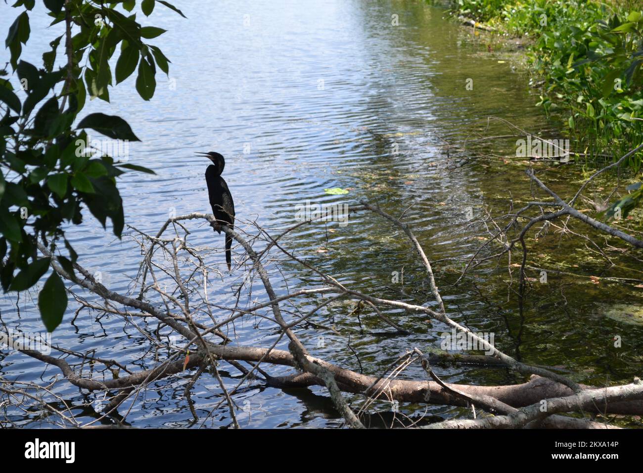 Brazos Bend state Park, Houston, Texas Foto Stock