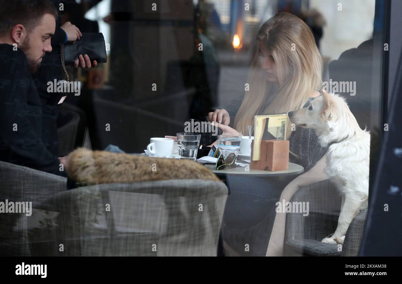 13.02.2019., Croazia, Zagabria -un'interessante vista potrebbe essere visto sulla terrazza del caffè di Johann Franck, dove il carino cane era seduto sulla sua sedia, godendosi con i suoi proprietari e guardandoli con attenzione mentre stavano godendo il caffè saporito. Foto: Sanjin Strukic/PIXSELL Foto Stock