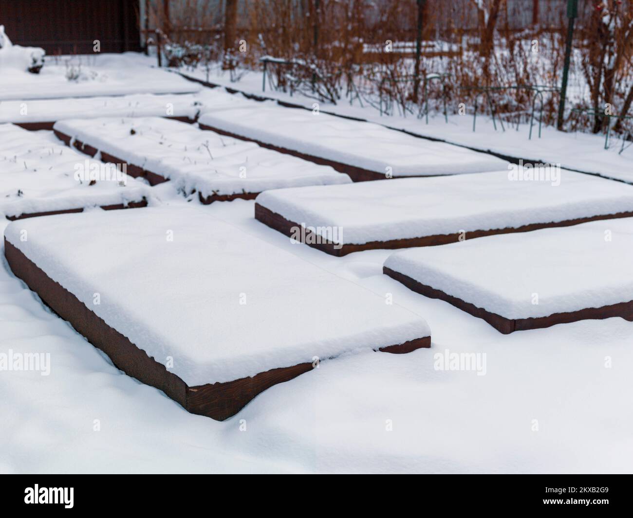 letti di piante o verdure coperti di neve, scena invernale, nessuna gente Foto Stock