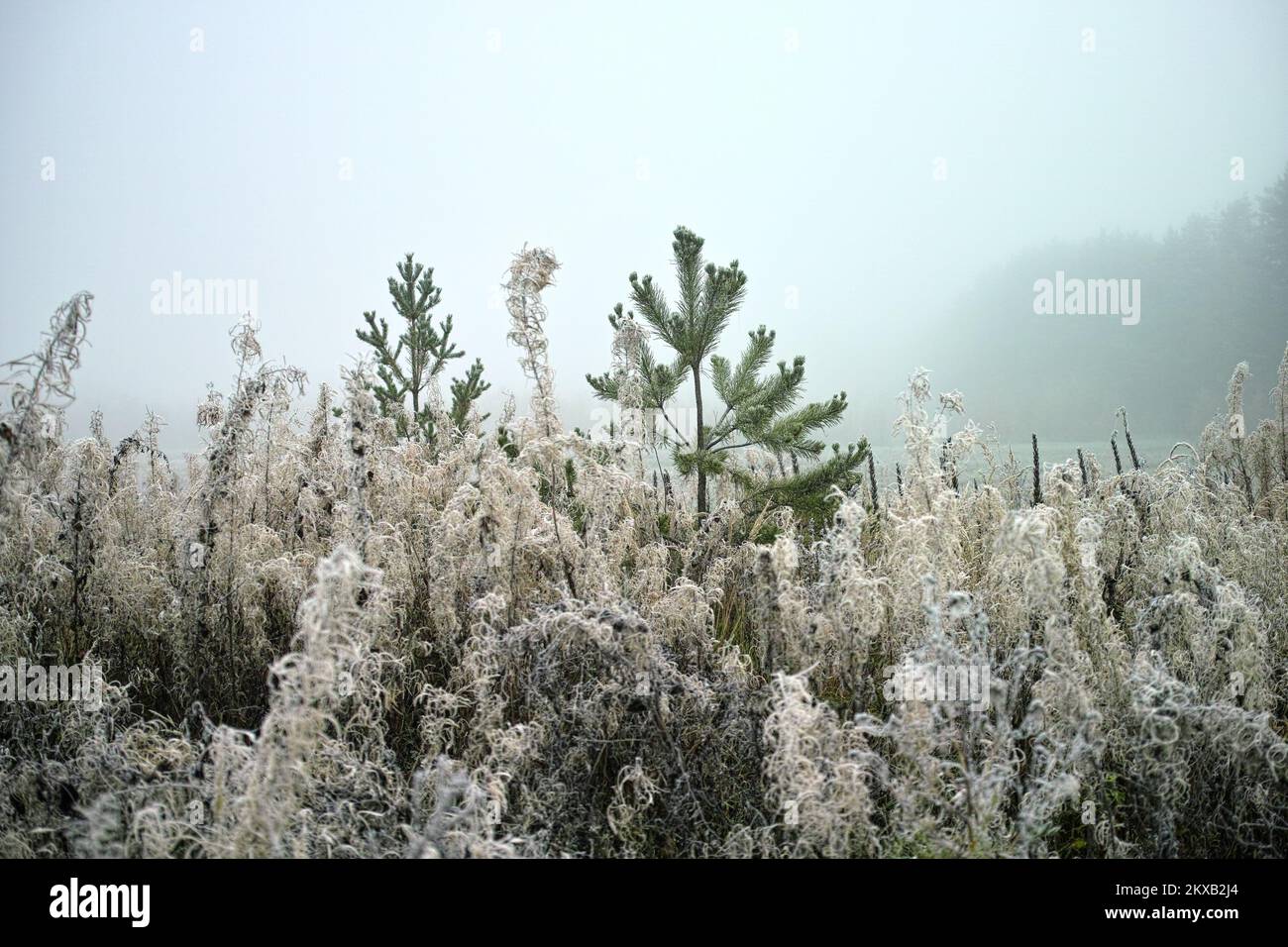 un prato con piante selvatiche ghiacciate in primo piano, scena invernale Foto Stock