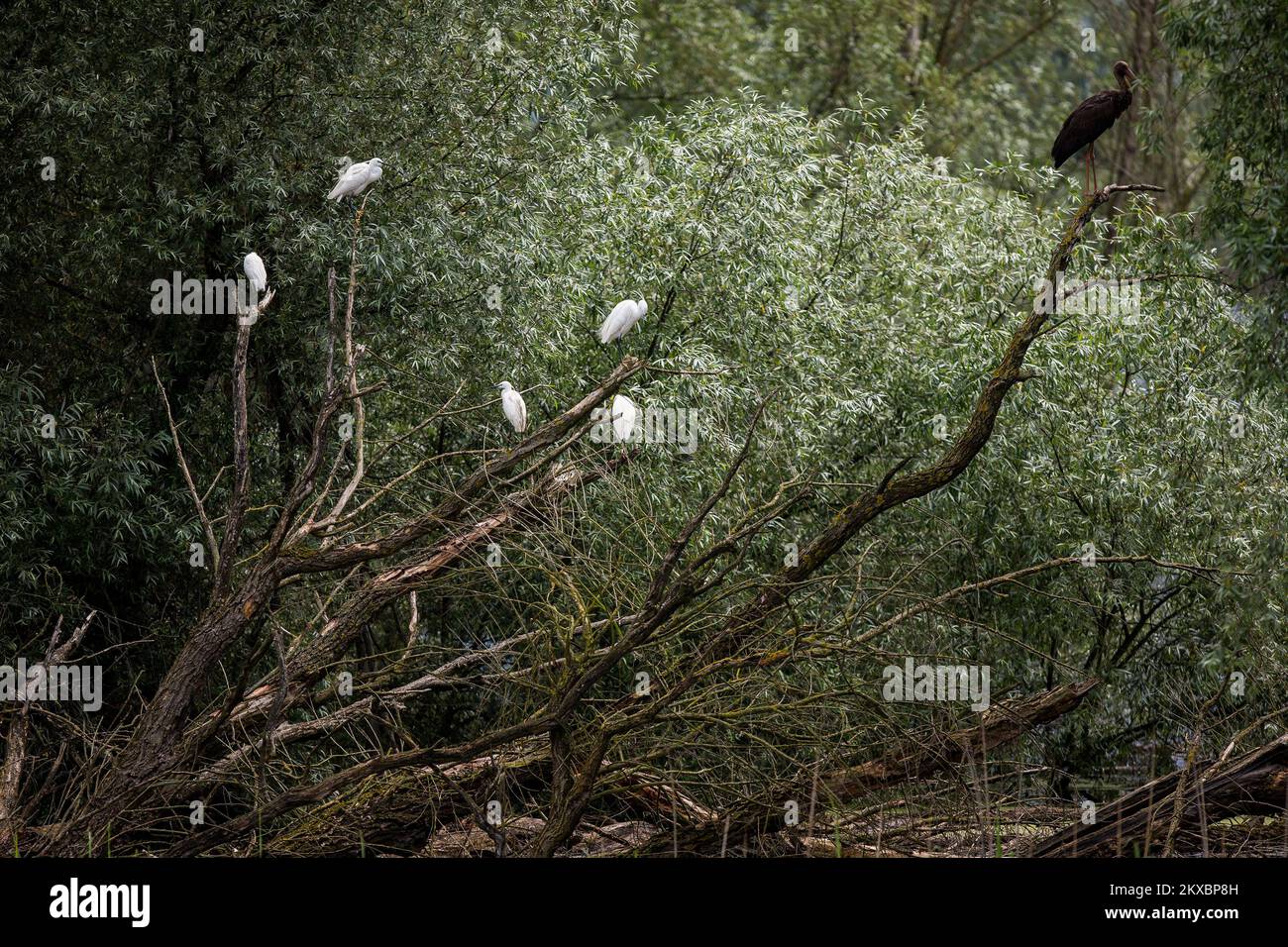 06.06.2019., Kopacki rit - Kopacki Rit è un parco naturale della Croazia orientale, situato tra i fiumi Drava e Danubio. È una delle zone umide intatte conservate più importanti, più grandi e attraenti d'Europa, con circa 260 specie di uccelli e circa 40 specie di pesci e diverse specie di mammiferi come il rosso, il cinghiale, il gatto selvatico e la donnola. Ha anche più di 140 specie di piante registrate, alcune delle quali sono molto rare e si trovano solo in pochi luoghi in Croazia. Foto: Davor Javorovic/PIXSELL Foto Stock