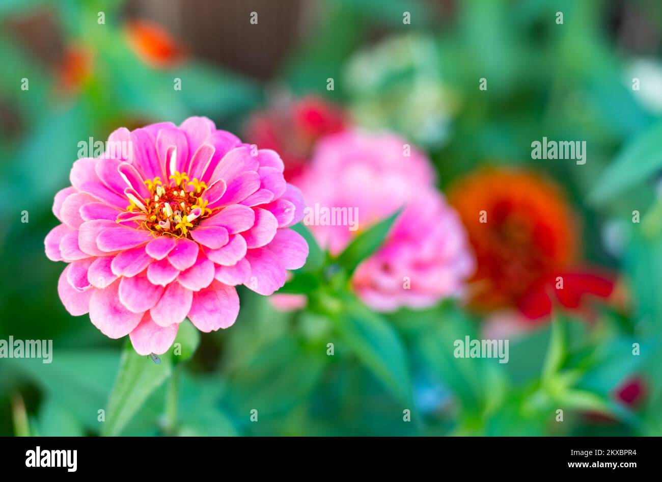 Primo piano di vivaci fiori rosa zinnia fiorire in un giardino cortile. Foto Stock