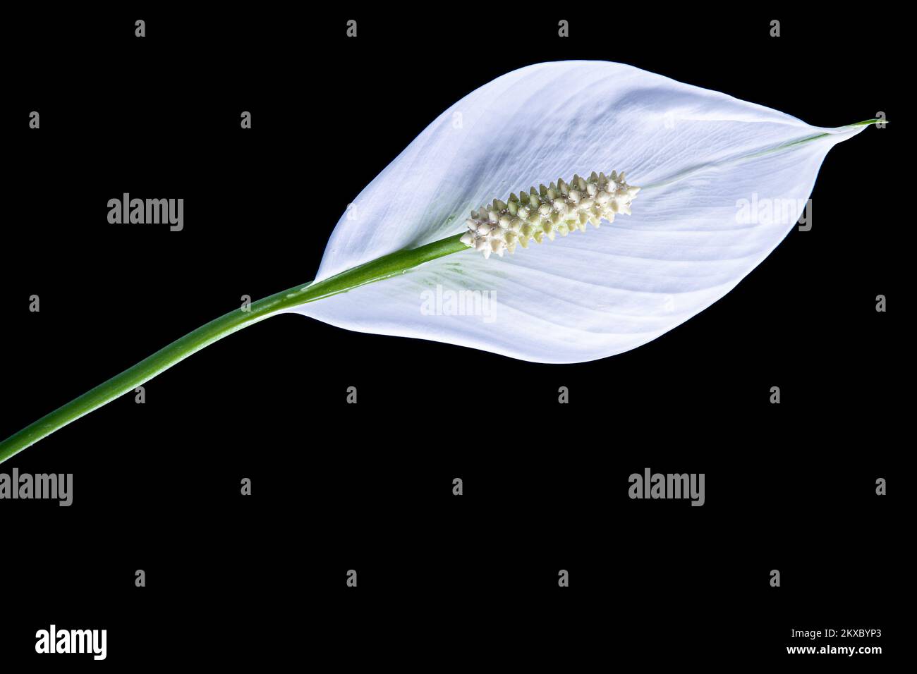 25.06.2019., Croatia, Zagreb -Spathiphyllum è un genere di circa 40 specie di piante monocotiledoni della famiglia delle Araceae, originarie delle regioni tropicali delle Americhe e dell'Asia sudorientale. Alcune specie di Spatiphylum sono comunemente note come Spath o gigli di pace. Foto: Davor Puklavec/PIXSELL Foto Stock