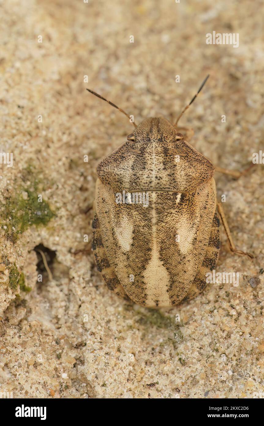Dettaglio primo piano su un bug di scudo tartaruga marrone adulto, Eurgygaster testudinaria seduta su una pietra Foto Stock
