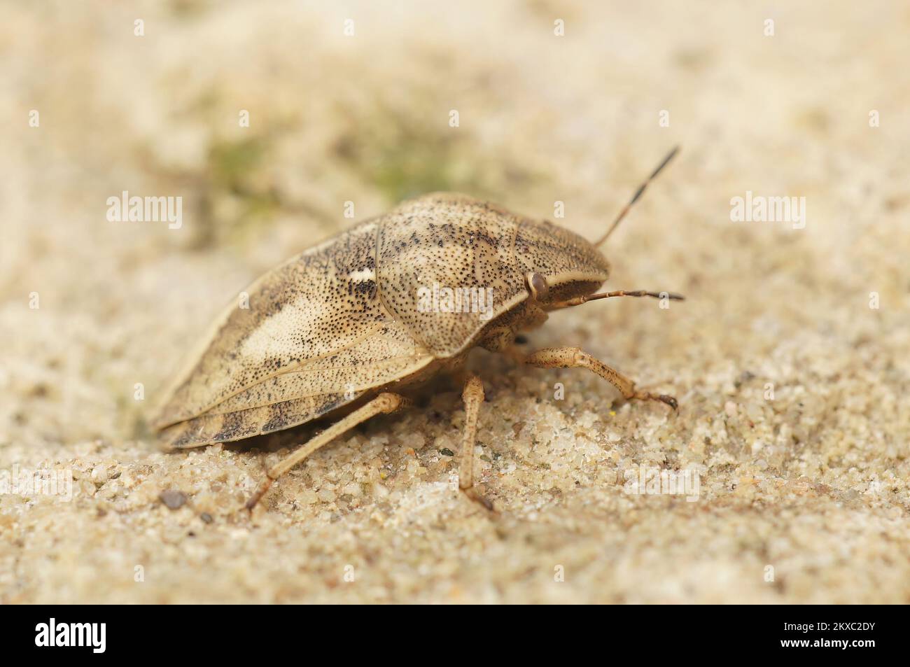 Dettaglio primo piano su un bug di scudo tartaruga marrone adulto, Eurgygaster testudinaria seduta su una pietra Foto Stock