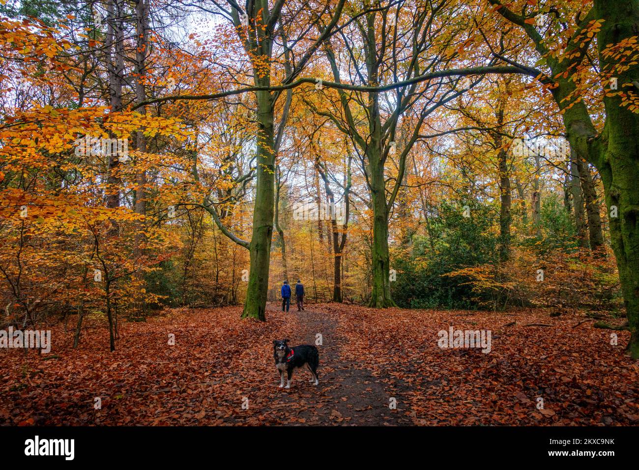 Persone che camminano su un sentiero a Ecclesall Woods in colori autunnali con un cane, Sheffield, South Yorkshire, UK Foto Stock