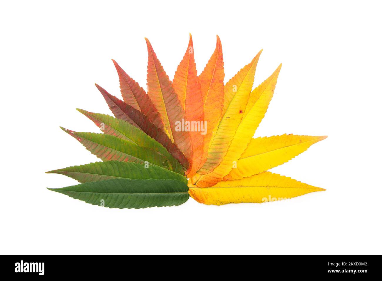 La varietà ordinata di colore bello dei fogli in uno stadio differente di cambiare il colore in autunno a causa dell'essiccazione del fogliame. Foto Stock