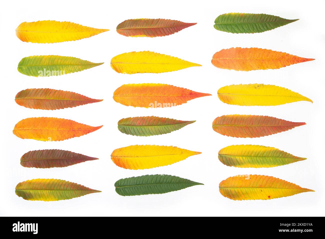La varietà ordinata di colore bello dei fogli in uno stadio differente di cambiare il colore in autunno a causa dell'essiccazione del fogliame. Foto Stock