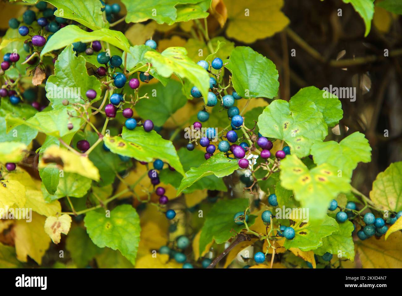 Il dettaglio delle bacche colorate nelle foglie verdi durante l'autunno. Foto Stock