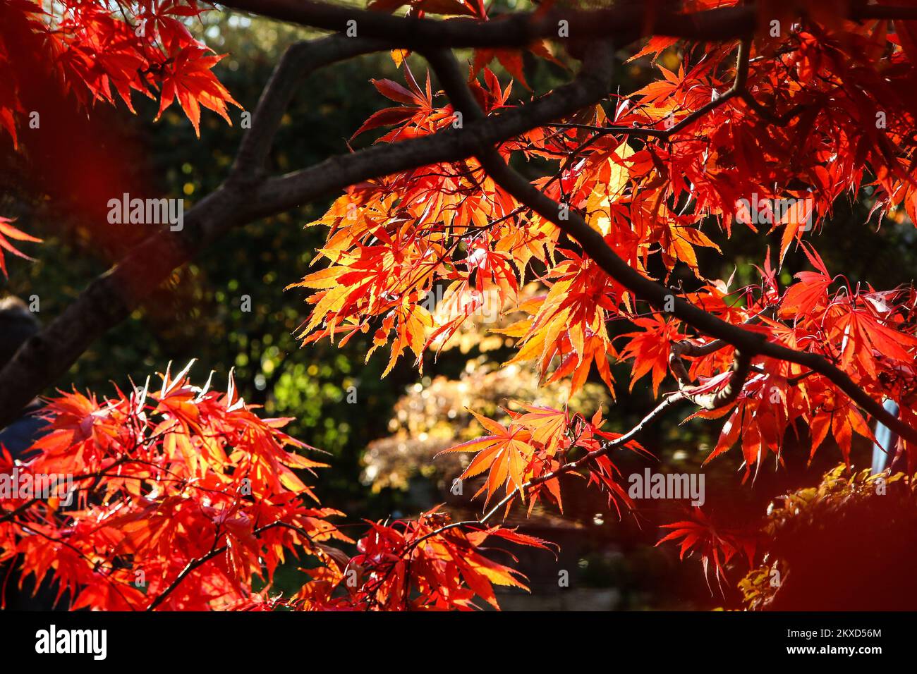 Il dettaglio delle foglie colorate dell'acero giapponese durante il giorno di sole dell'autunno. Foto Stock