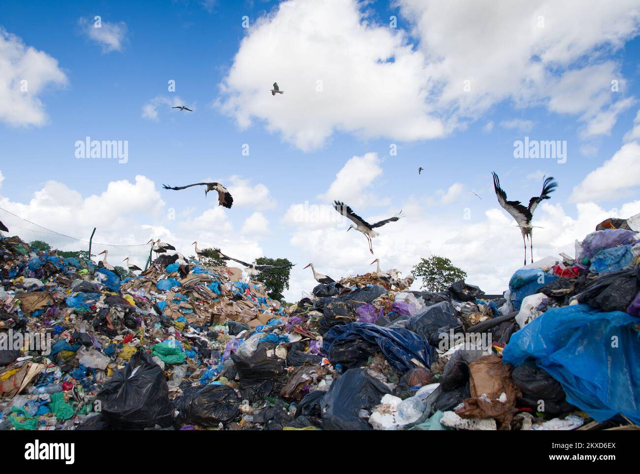 Cicogne su un mucchio di spazzatura alla discarica della città Foto Stock