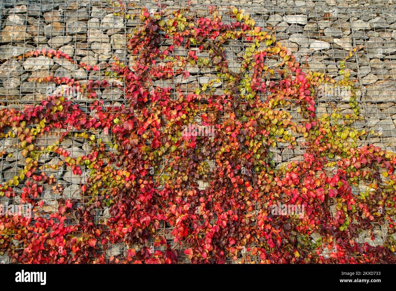 Il particolare dell'edera che si arrampica sulla parete di pietra di gabion con le foglie colorate a causa dell'autunno. Foto Stock